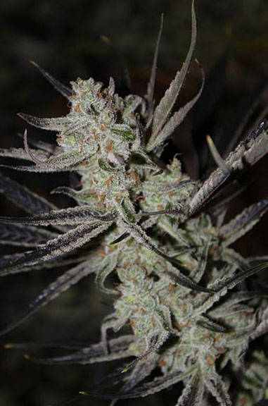 Chernobyl TGA Subcool Seeds